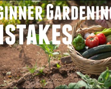 6 Beginner Gardening Mistakes to Avoid