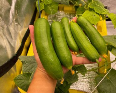 Growing Hydroponic Cucumbers Indoors is so Easy!!!