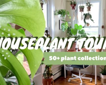 HOUSEPLANT TOUR! | plant care tips + best beginner plants!