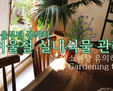 겨울철 실내식물 관리 – 봄까지 indoor plants gardening tips
