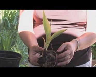Flower Gardening : How to Grow Canna Lilies