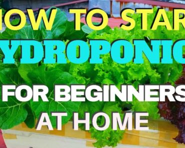 HOW TO START HYDROPONICS FOR BEGINNERS AT HOME