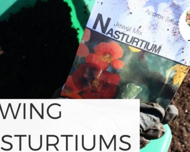 Sowing Nasturtiums in Unheated Greenhouse – Growing Flowers from Seed Gardening for Beginners