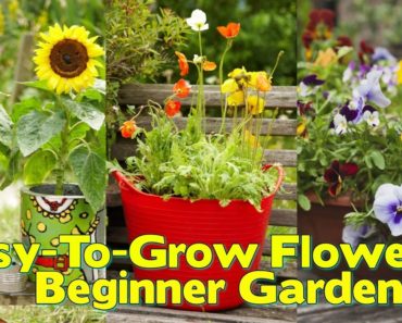 Easy To Grow Flowers For The Beginner Gardener