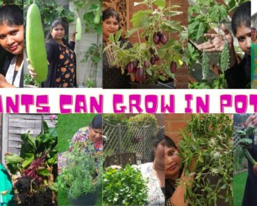 GROWING POT VEGETABLES ||PLANTS IDEA FOR BEGINNERS||FEBRUARY GARDEN VS SUMMER GARDEN||GARDENING TIPS
