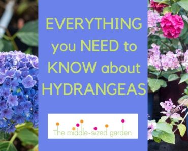 Hydrangeas – everything you need to know about growing hydrangeas in your garden