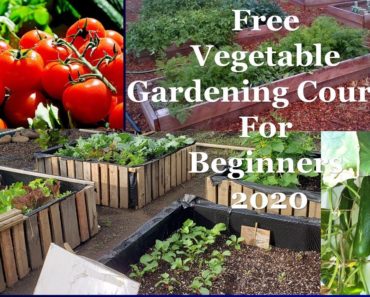 Free Vegetable Gardening Course For Beginners 2020