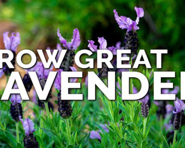 5 Tips to Growing Lavender Perfectly No Matter Where You Live