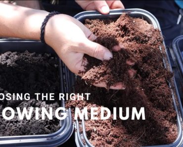 Best Soil for Seed Starting | Tips For the Beginner Gardener