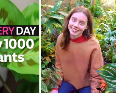 I have over 1,000 indoor plants. This is how I look after them | Everyday Gardening | ABC Australia