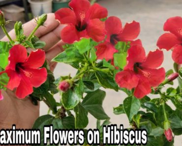 How to get maximum flower from hibiscus, 100% Maximum blooming on hibiscus