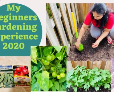 How I Started My Backyard Gardening~My Beginner's Gardening Experience!! Hope you Relate~Indian MOM