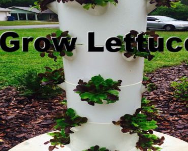 Cleaning Out My Tower Garden & Tips For Growing Lettuce in the FL Summer (Hydroponic)