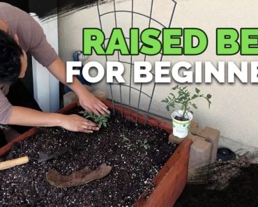 Raised Bed Gardens for Beginners – Planning, Soil Mix, and Planting Guide