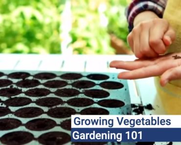 Tips for Starting Your Own Vegetable Garden