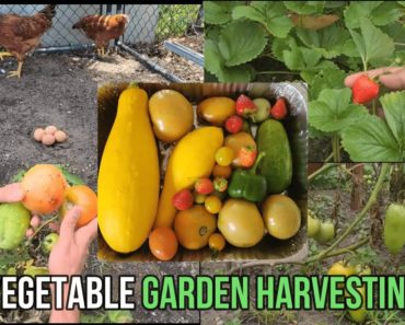 Backyard Gardening Harvest || Backyard Tour | Home vegetable garden, Backyard Garden Idea