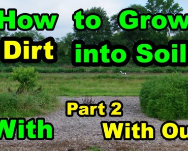How To Grow DIRT to Healthy SOIL in NO TILL Homesteading Vegetable Gardening for beginners 101
