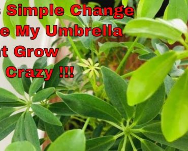 Umbrella Plant Care | Schefflera Care | Tips N Tricks | Indoor Gardening | Spice Kitchen
