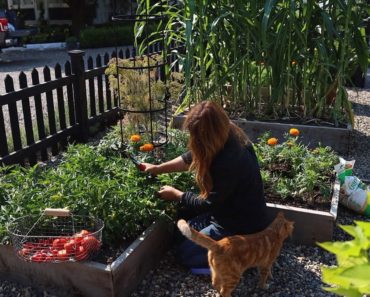 Raised Bed Vegetable Garden Tour & Maintenance! 🌽🌿🍅 // Garden Answer