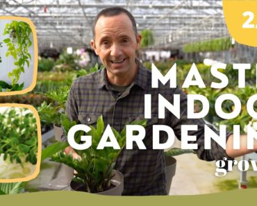 How to Care and Water Your Indoor Plants  | MASTER INDOOR GARDENING 2/4