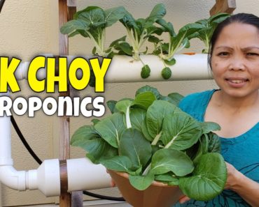 Our Hydroponic Bok Choy Start to Finish
