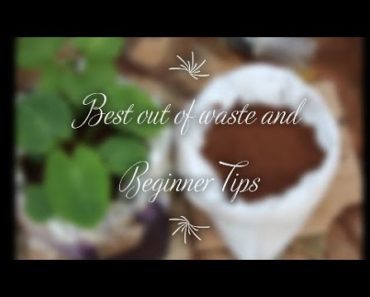 Best out of waste and Beginner Tips || Crazy Gardener ||