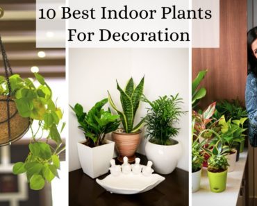 10 Best Indoor Plants For Decoration –  Low Maintenance Air purifying Houseplants