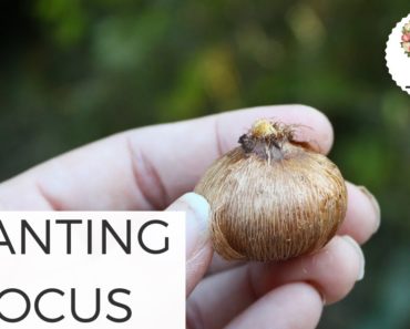Planting Crocus – Fall Spring Flower Bulbs Gardening for Beginners Cut Flower Farm Growing Flowers