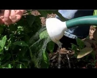 Vegetable Gardening : Watering Tips for a Tomato Garden