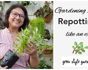 How to re-pot houseplant/gardening tips for beginner/when to re-pot in India/re potting basic steps