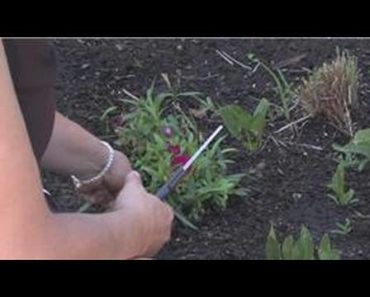 Flower Gardening : How to Prune Carnations