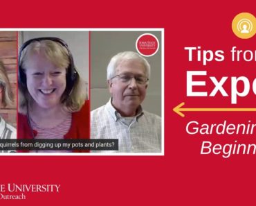 Tips from an Expert: Gardening for Beginners