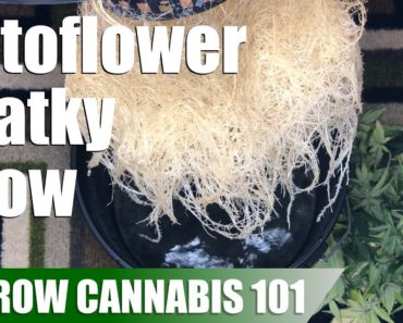 Cannabis Kratky Hydroponic Timelapse Grow from Seed to Harvest