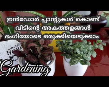 വീടിന്റെ അകങ്ങൾ ഭംഗിയാക്കണോ /Gardening Malayalam/Indoor Plants/Caring Tips/Variety/Zain World