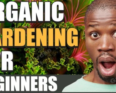 Organic Gardening 101 for Beginners – How To Plant Tomatoes The Right Way | Vegetables Gardening 101