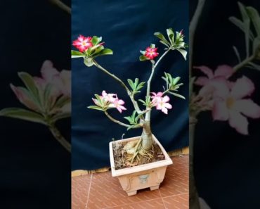 two colours flower on one adenium plant #shorts