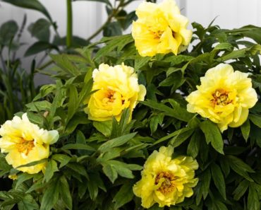 Which Type of Peony to Plant in Your Flower Garden