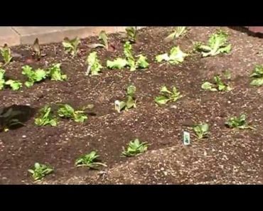 Vegetable Gardening Tips – How to plant Spinach