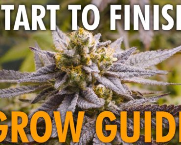 Start to Finish Cannabis Grow Guide – Beginner Friendly