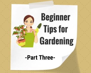 Beginner Tips for Gardening🌿🥬- Part Three-