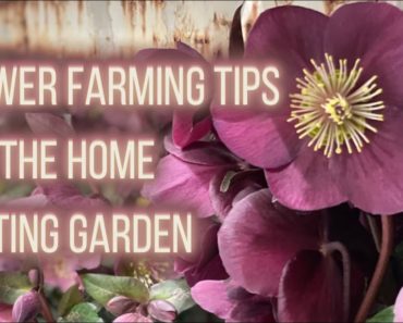Flower Farmer Tips For The Home Cutting Garden | From The NWFGS | PepperHarrow