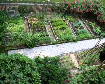Best Vegetable garden ideas and designs