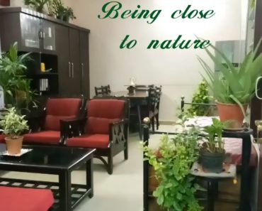 Indoor plants in Indian living room