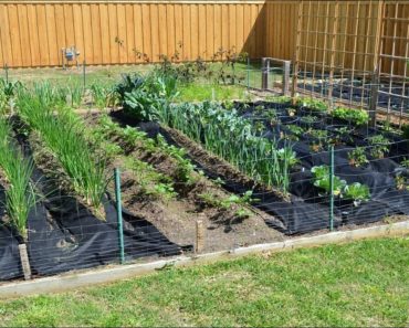 Spring Vegetable Gardening in April with Crazy Texas Weather