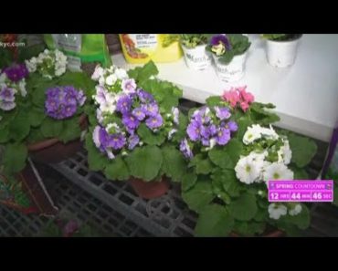 Spring gardening tips in Northeast Ohio: The perfect flower planter