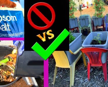 CHEAP Container Gardening Vlog Chair Garden TIPS Growing Vegetables FREE Fertilizer Compost in Place