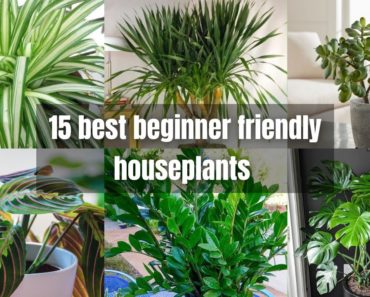 15 best beginner friendly houseplants | Houseplants that anyone can grow | Zero care houseplants
