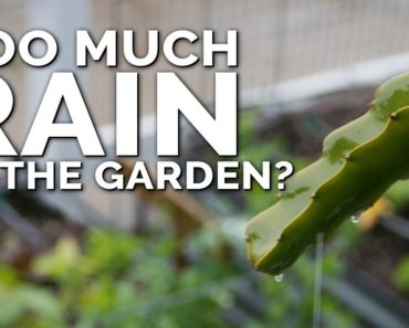 5 Tips to Save Your Vegetable Garden After Too Much Rain