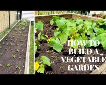 কিভাবে সব্জি বাগান তৈরী করবেন/How to build a Vegetable Garden/Beginner's gardening/bengali vlog