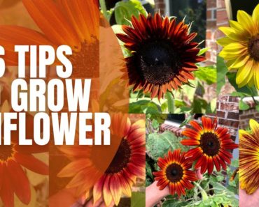 🌻 6 Tips To Grow Sunflowers || How To Grow Sunflowers || Cut Flower Garden